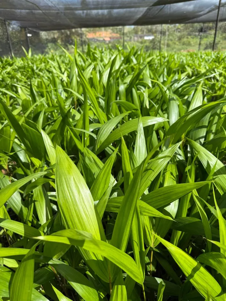 Muda de Açaí BRS Pai d'Égua (Euterpe oleracea) do Viveiro Biomudas