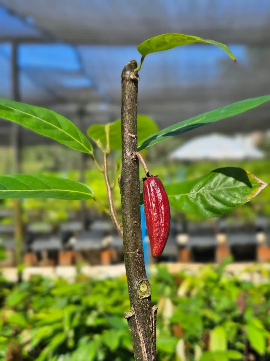 Muda de Cacau Clonal CCN-51 (Theobroma cacao) do Viveiro Biomudas