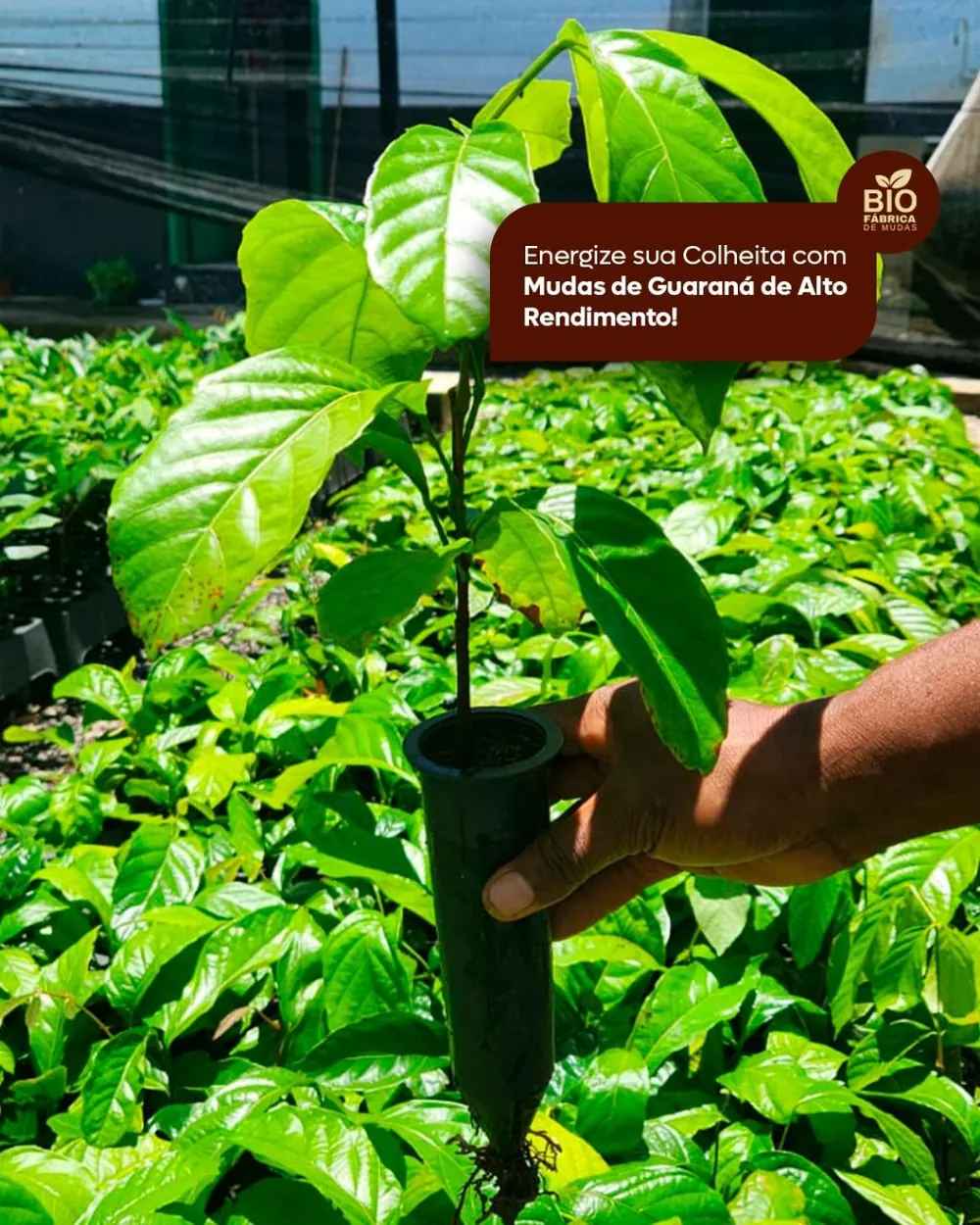 Muda de Guaraná (Paullinia cupana) do Viveiro Biomudas