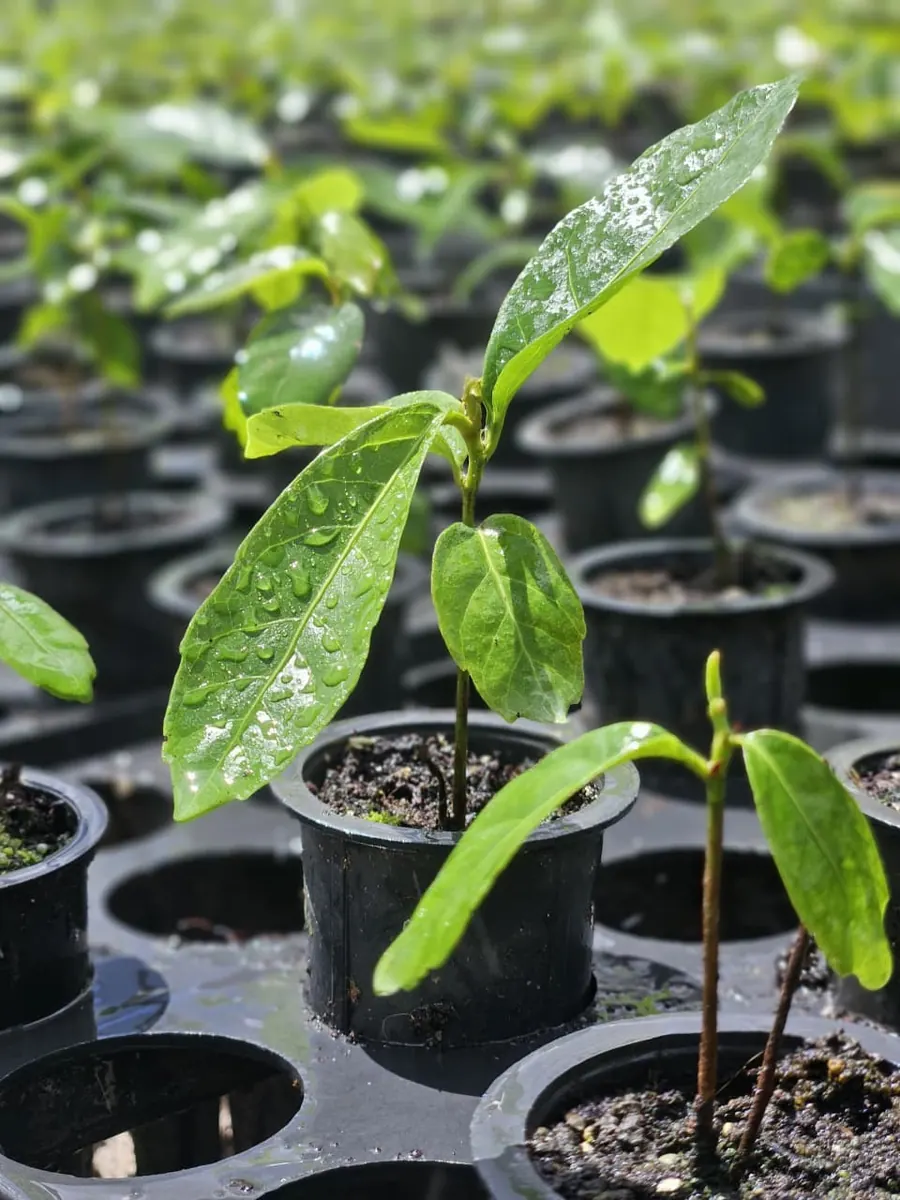 Mudas de cacau em tubetes com raiz pivotante preservada