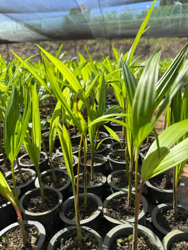 Muda de Pupunha (Bactris gasipaes) do Viveiro Biomudas